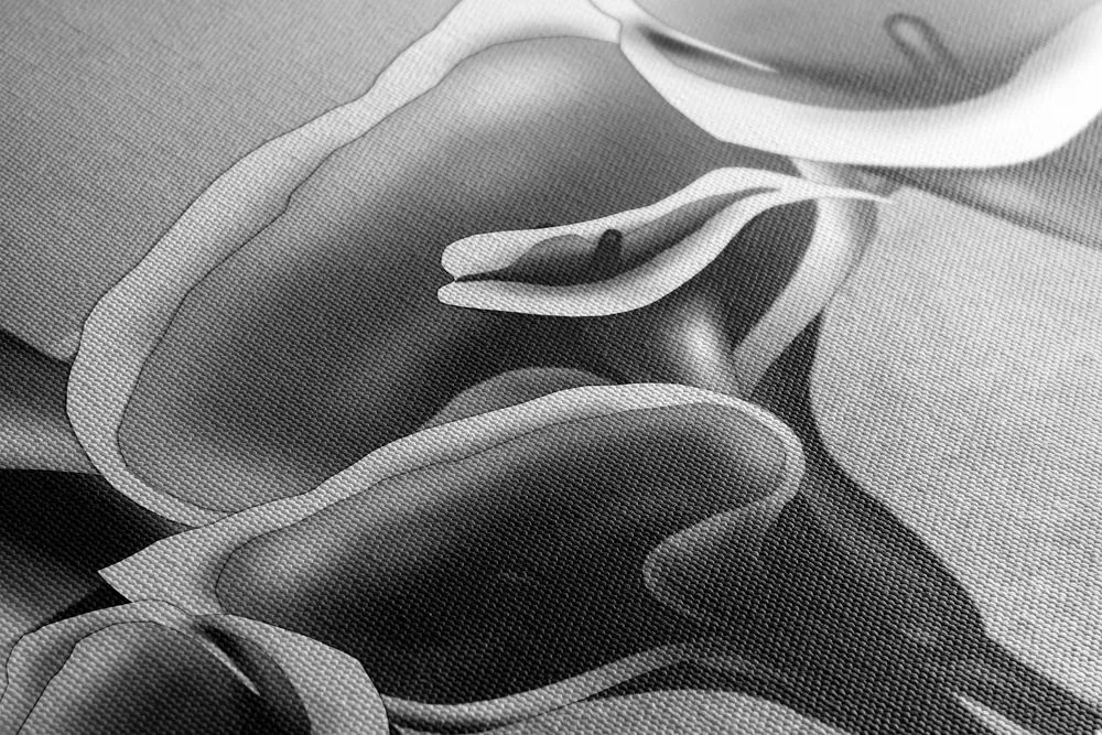 Quadro su tela – Eleganti fiori di calla in bianco e nero