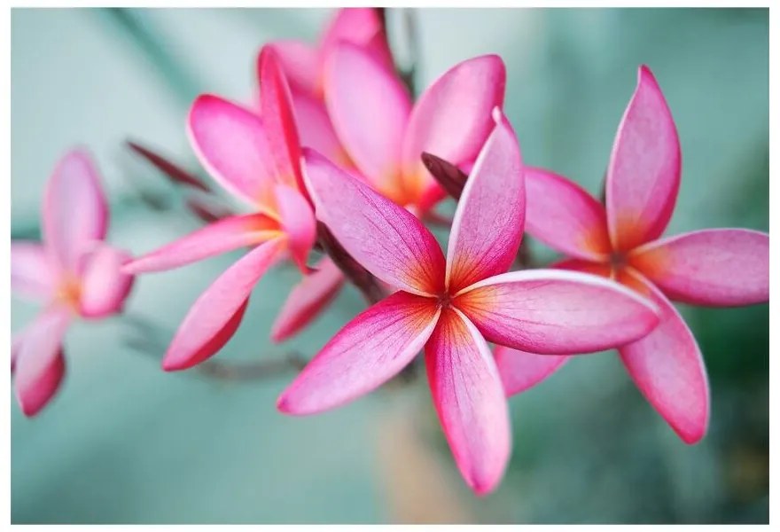 Carta da parati Plumeria rosa 104x70 cm