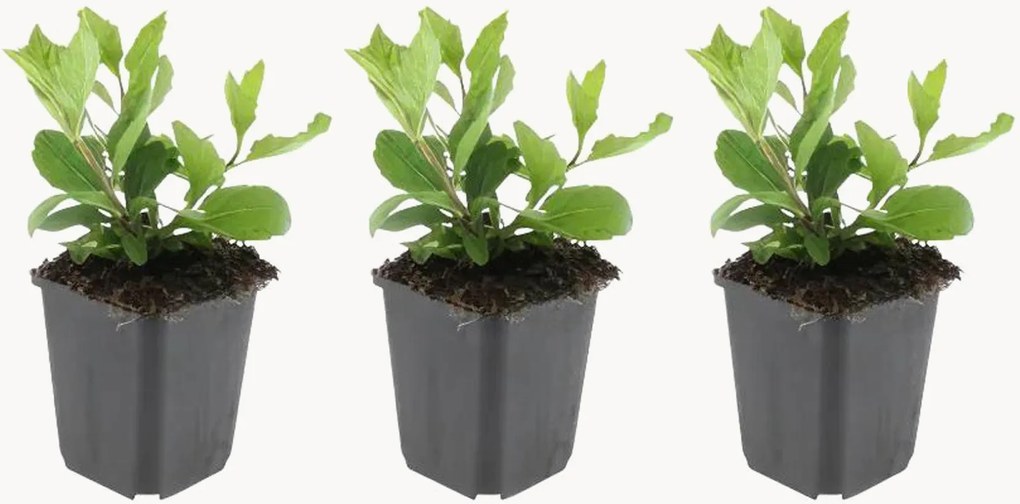 Set di 3 piante vere Aster Ageratoides Asran