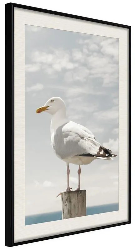 Poster  Curious Seagull  Cornice Quadri Cornice nera con pass-partout, Larghezza x Altezza Home decor 20x30