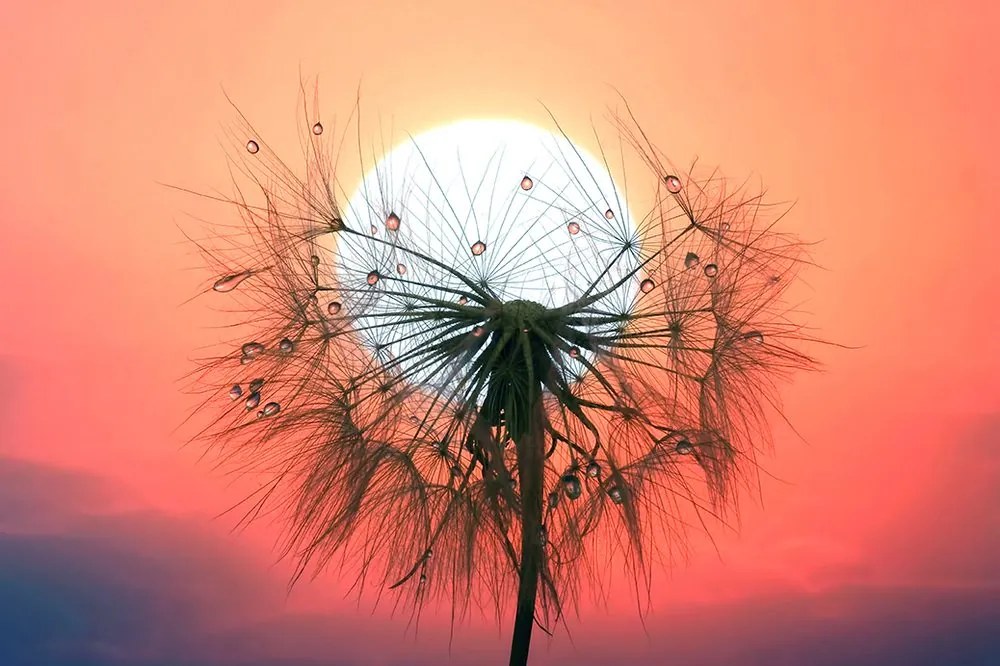 Carta da parati – Dente di leone al tramonto