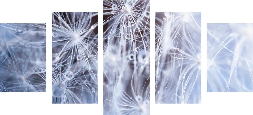 Quadri 5 pezzi – Macro dente di leone