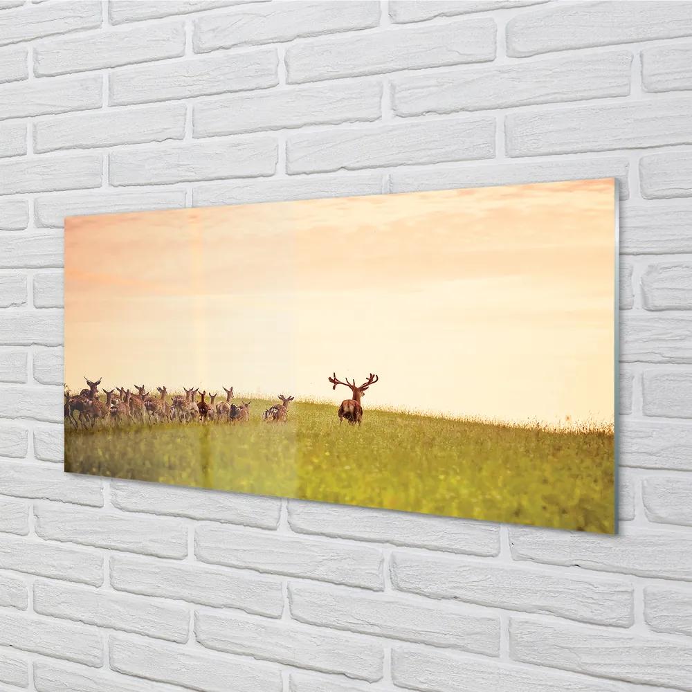 Rivestimento parete cucina Un branco di cervi di campo all'alba 100x50 cm