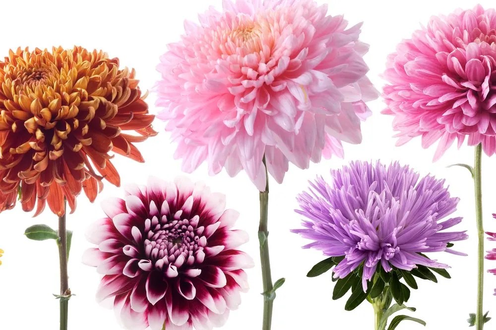 Stampa su tela – Fiori di dalia in design multicolore