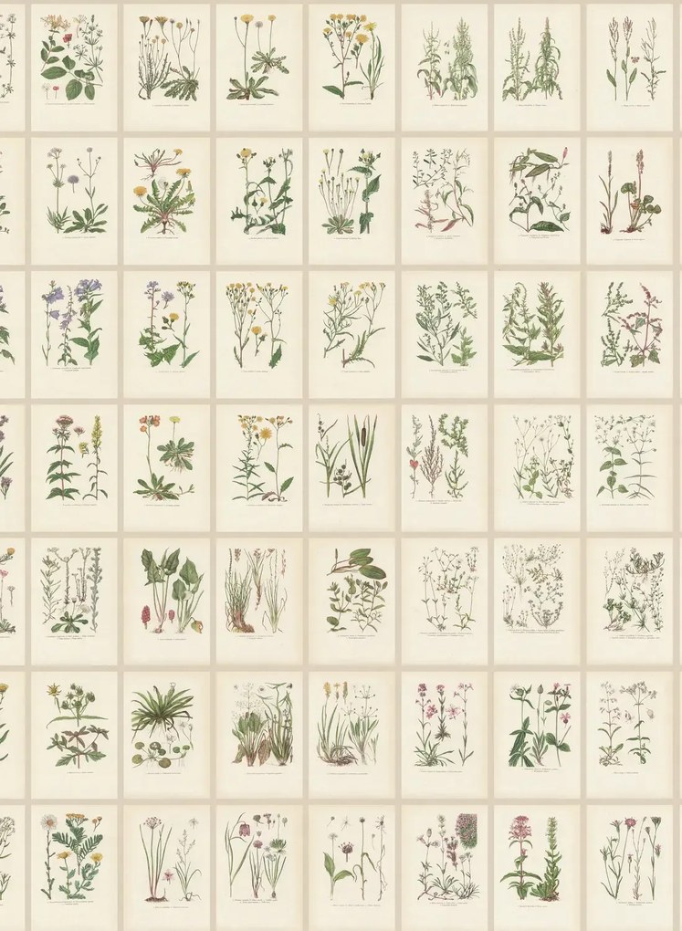 Sandberg Carta da parati panoramica Botanica - Oat