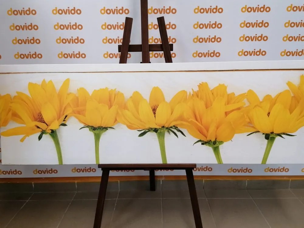 Quadro su tela – Fiori gialli stupendi