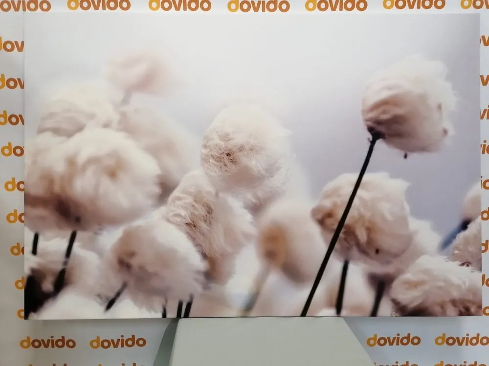 Quadro su tela – Fiori artici di cotone