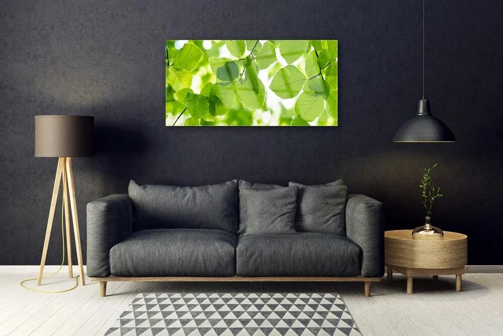 Quadro su vetro acrilico Foglie di piante naturali 100x50 cm