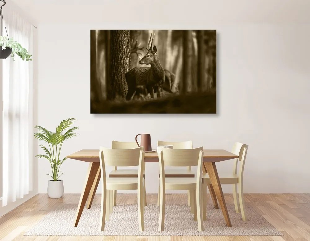 Quadro su tela – Cervo nella foresta di pini in seppia