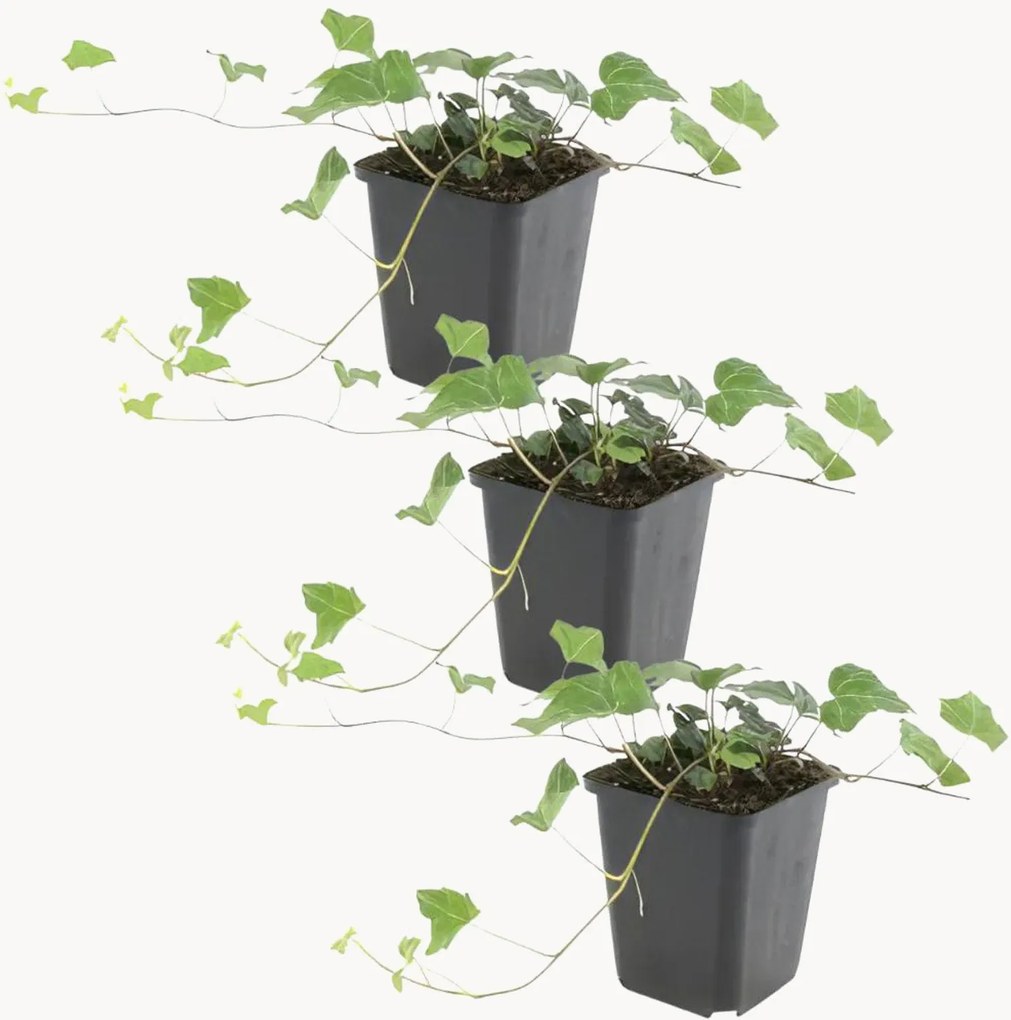 Set di 3 piante vere Ivy Glacier Hedera Helix Glacier