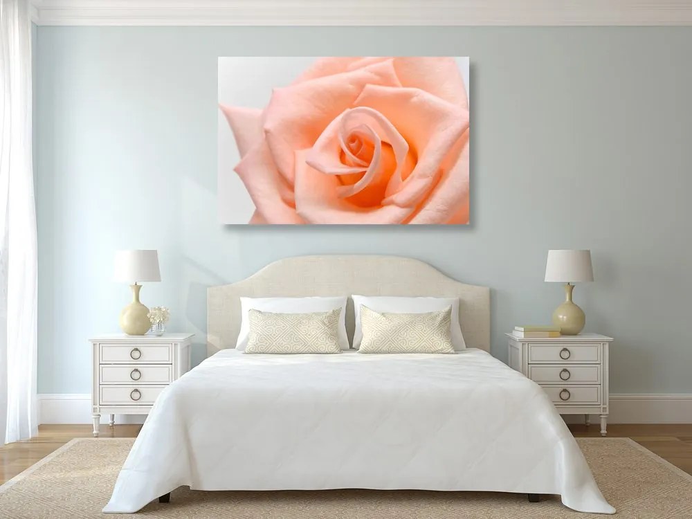 Quadro su tela – Rose in tonalità pesca