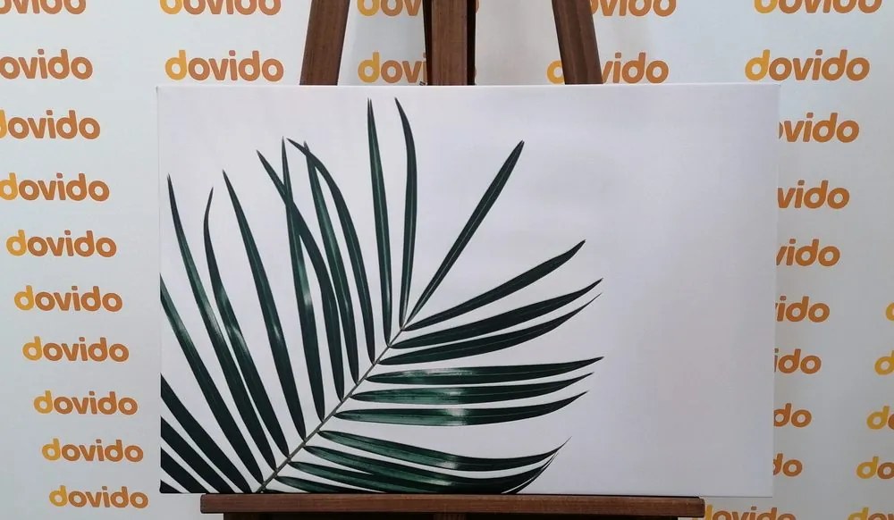 Quadro su tela – Splendido foglia di palma