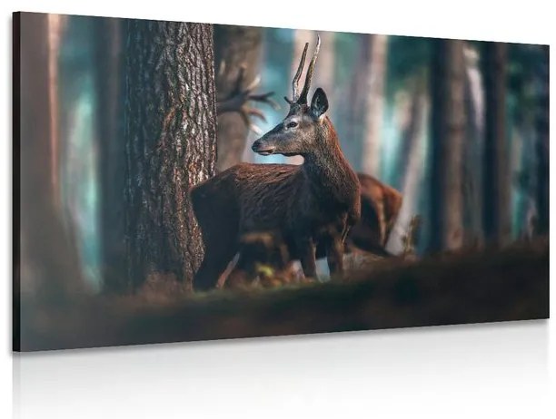 Stampa su tela – Cervo nella foresta di pini