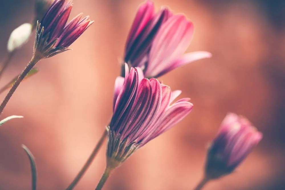 Quadro su tela – Margherite rosa delicate