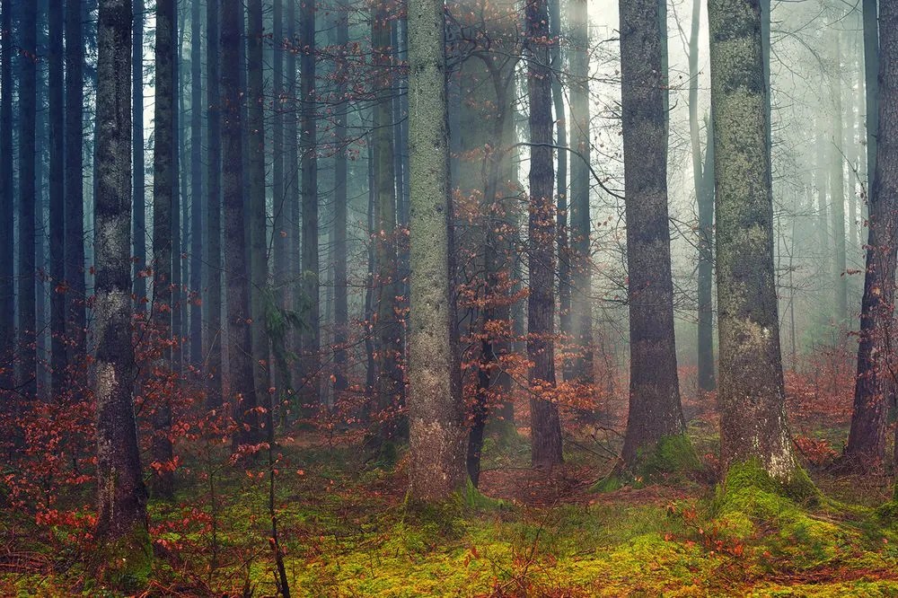 Carta da parati – Mistero del bosco