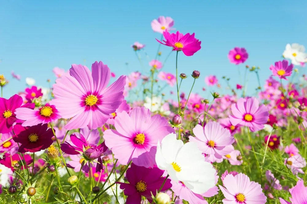 Carta da parati – Prato di Fiori Primaverili