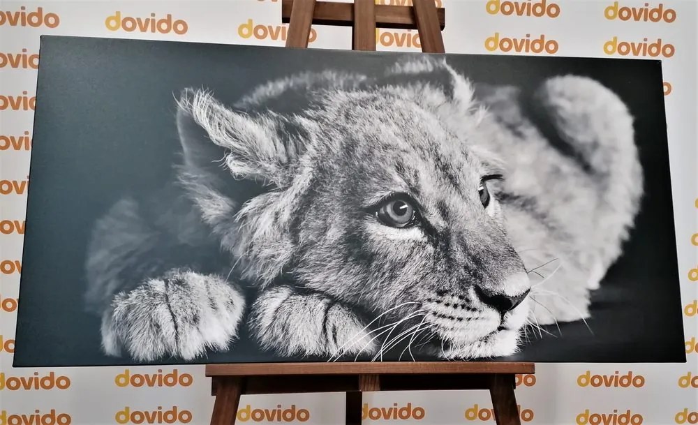 Stampa su tela – Cucciolo di leone in bianco e nero