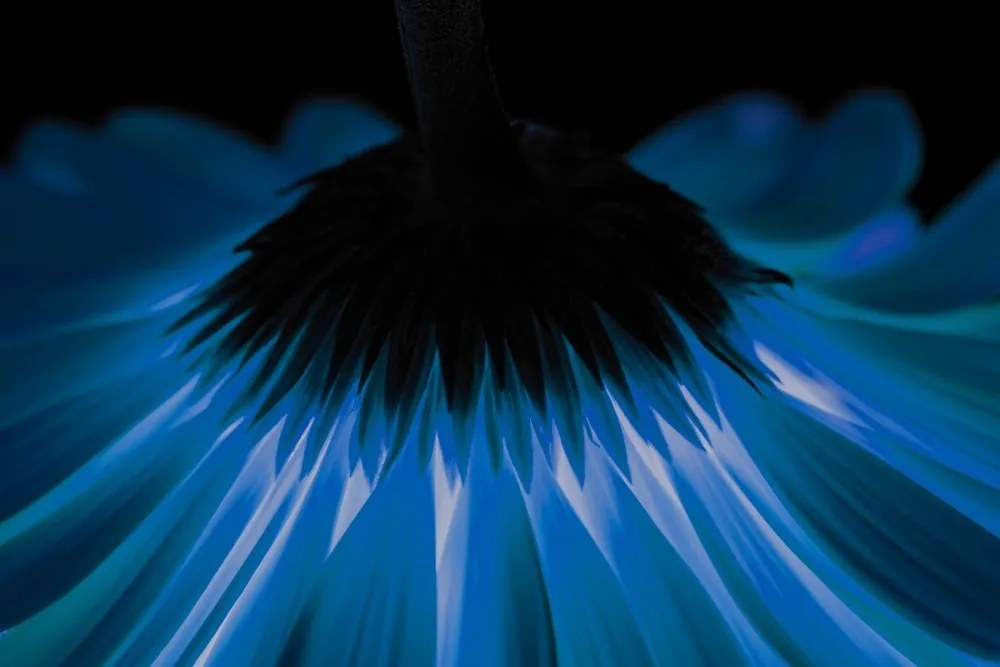 Quadro su tela – Gerbera blu su sfondo scuro
