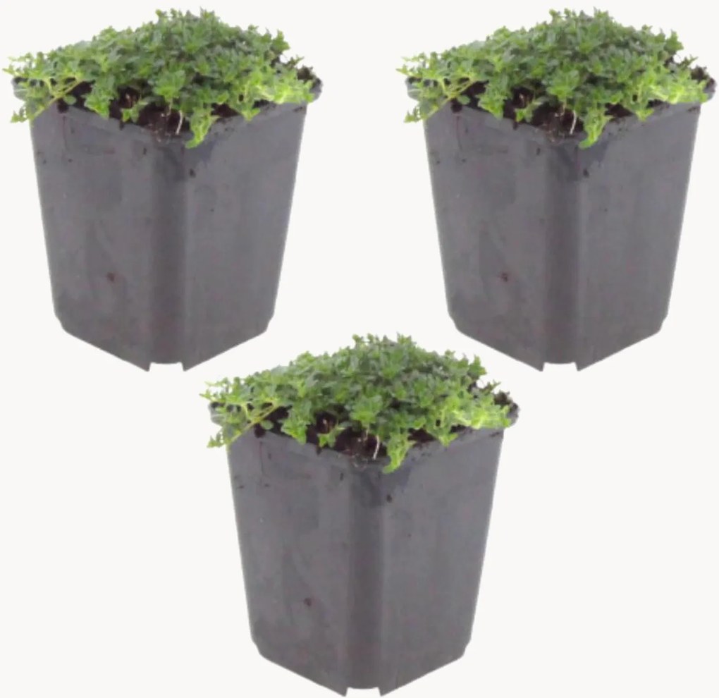 Set di 3 piante vere Timo bianco Thymus praecox Albiflorus