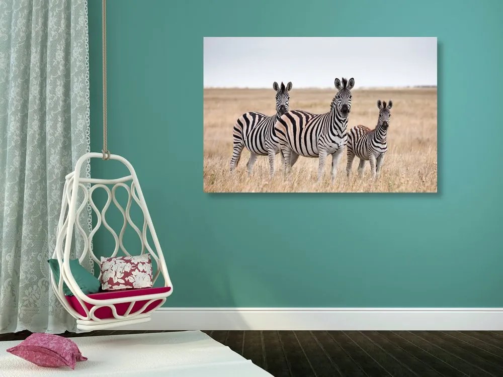Stampa su tela – Tre zebre nella savana