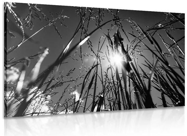 Quadro su tela – Erba di campo in bianco e nero