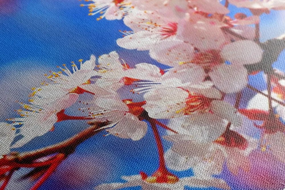 Quadro su tela – Fiore di ciliegio