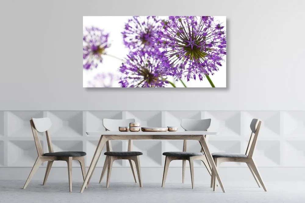 Stampa su tela – Fiori di aglio viola in fiore