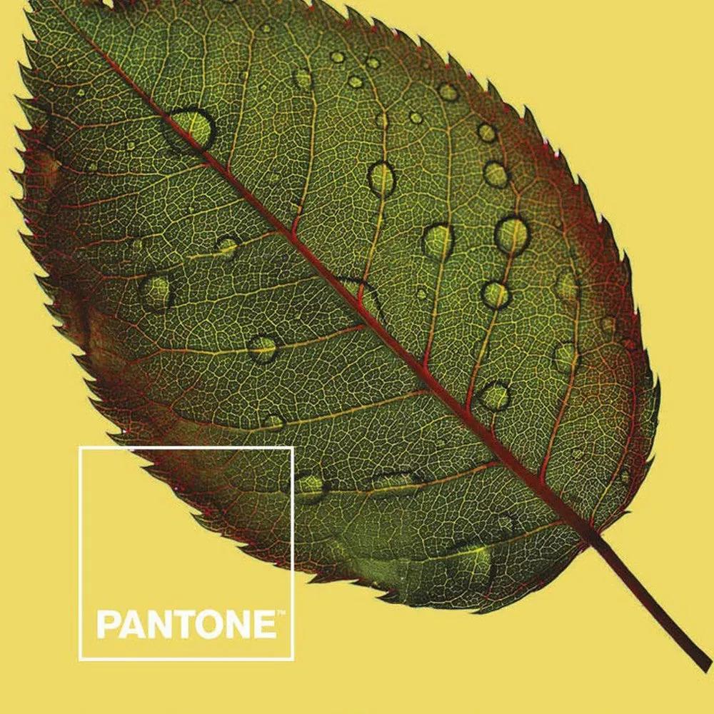 Trapunta Nature Pantone - Letto da 135 (240 x 260 cm)