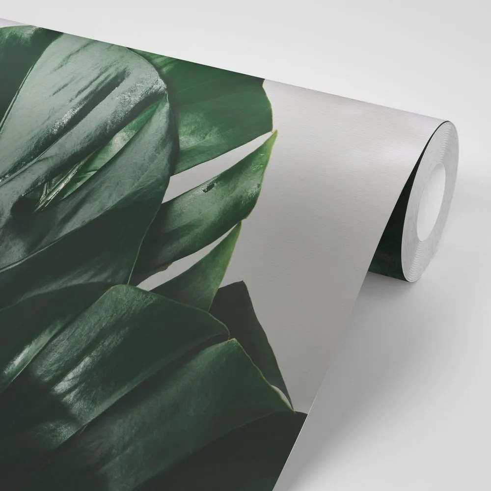 Carta da parati autoadesiva – Foglia di monstera