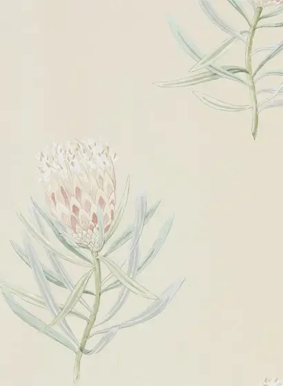 Tapete Protea Flower von Sanderson - Russet/ Green