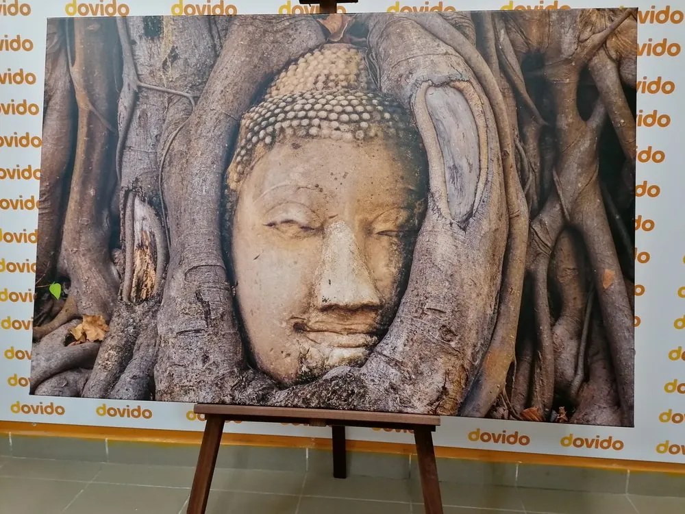 Stampa su tela – Ficus sacro di Buddha
