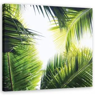Quadro su tela, foglie di palma 50x50