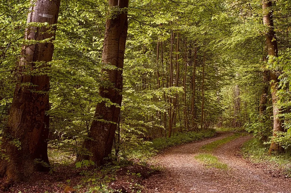Carta da parati – Bosco verde