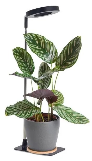 Lampada LED da tavolo dimmerabile per coltivazione piante VERDI LED/5W/5V 1300K, nera