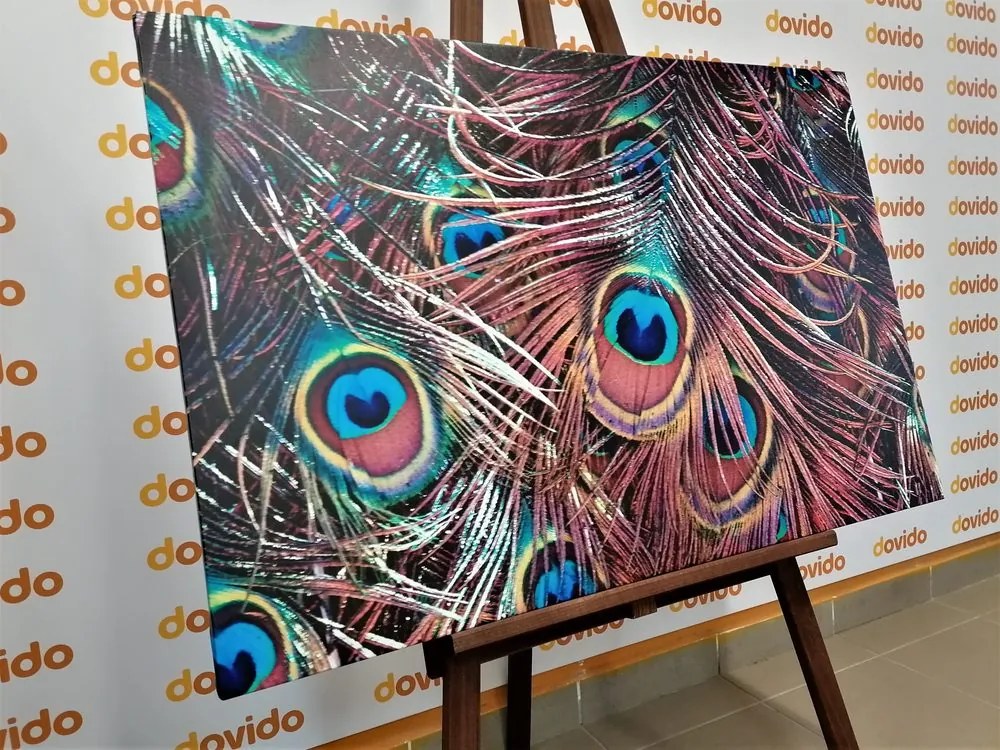 Quadro su tela – Piuma di pavone