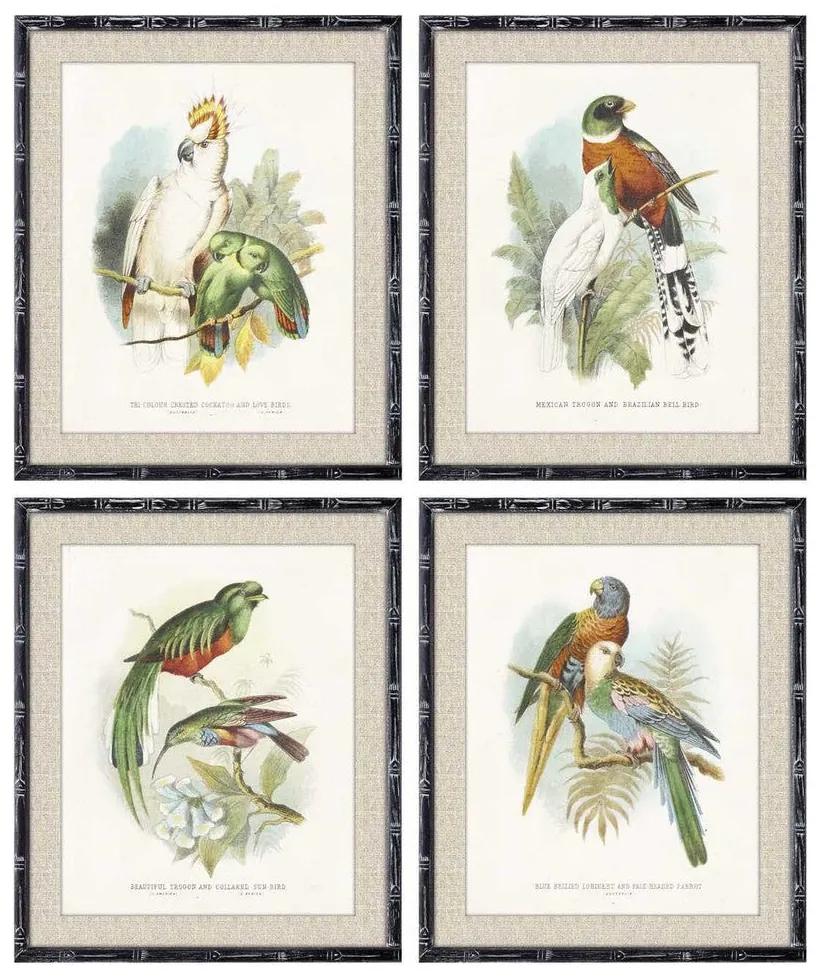 Quadro DKD Home Decor Uccelli (50 x 2 x 60 cm) (4 pezzi)