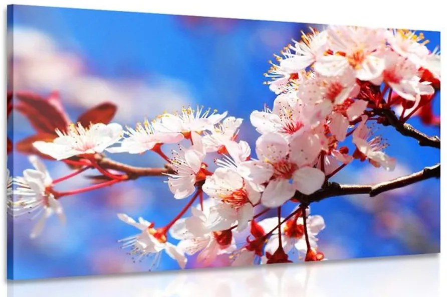 Quadro su tela – Fiore di ciliegio