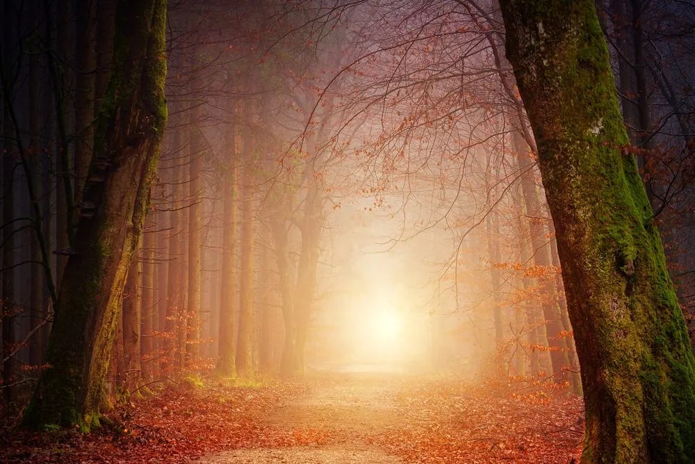 Quadro su tela – Foresta in colori fiabeschi