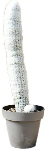 Pianta da interno ESPOSTOA LANATA VASO DIAM.CM. 40