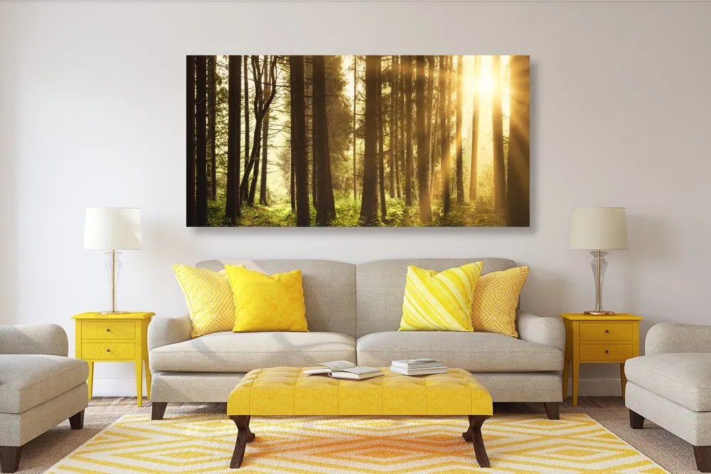 Quadro su tela – Foresta inondata di sole