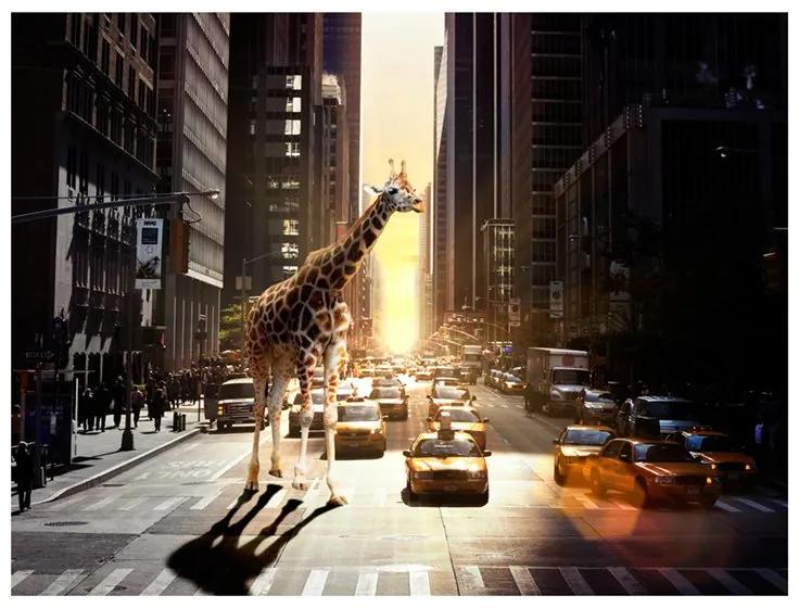 Fotomurale Giraffa in una grande città