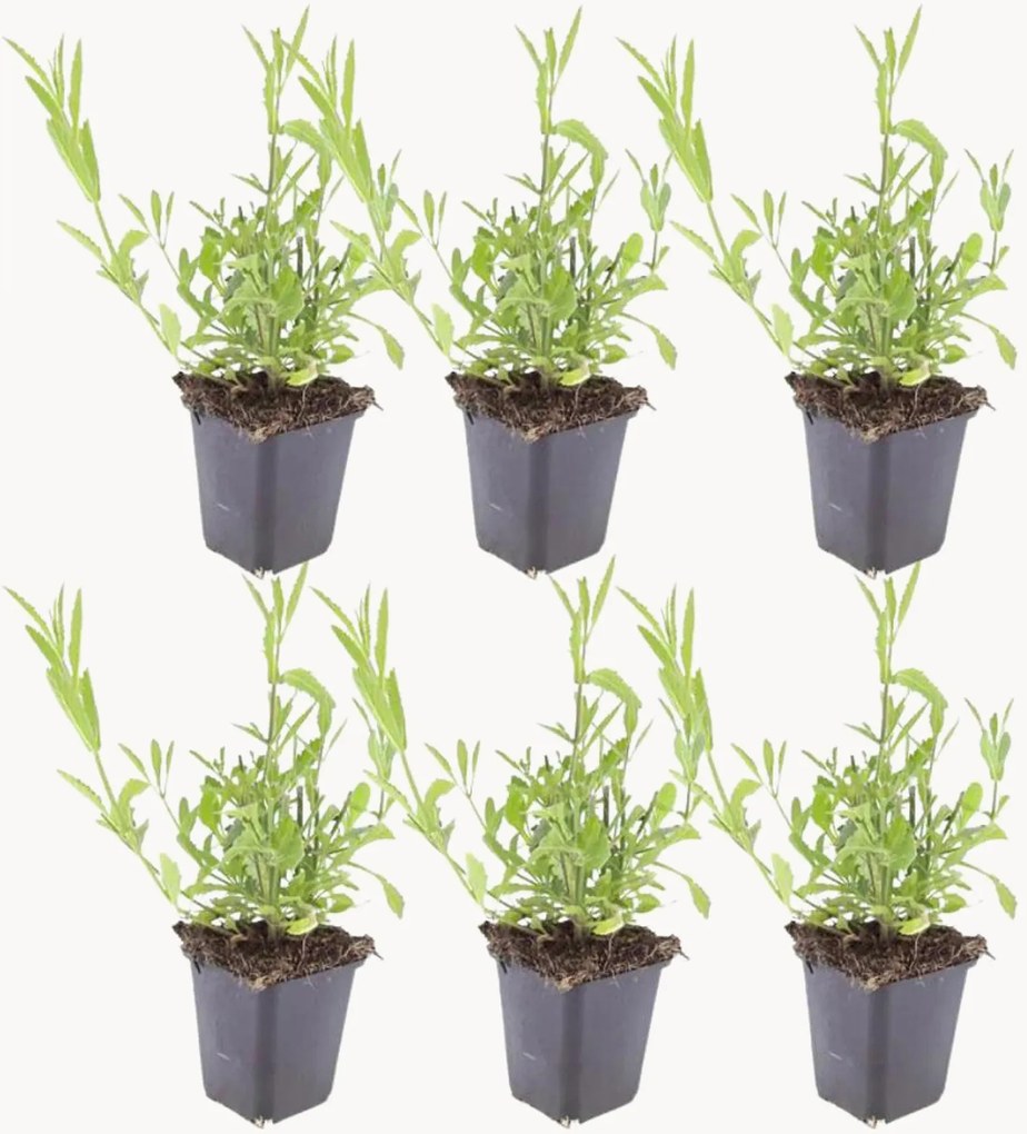 Set di 6 piante vere Verbena Bonariensis