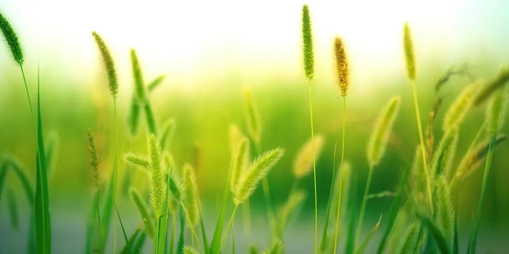 Stampa su tela – Steli d'erba in verde