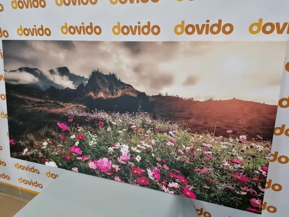Quadro su tela – Prato di fiori in fiore