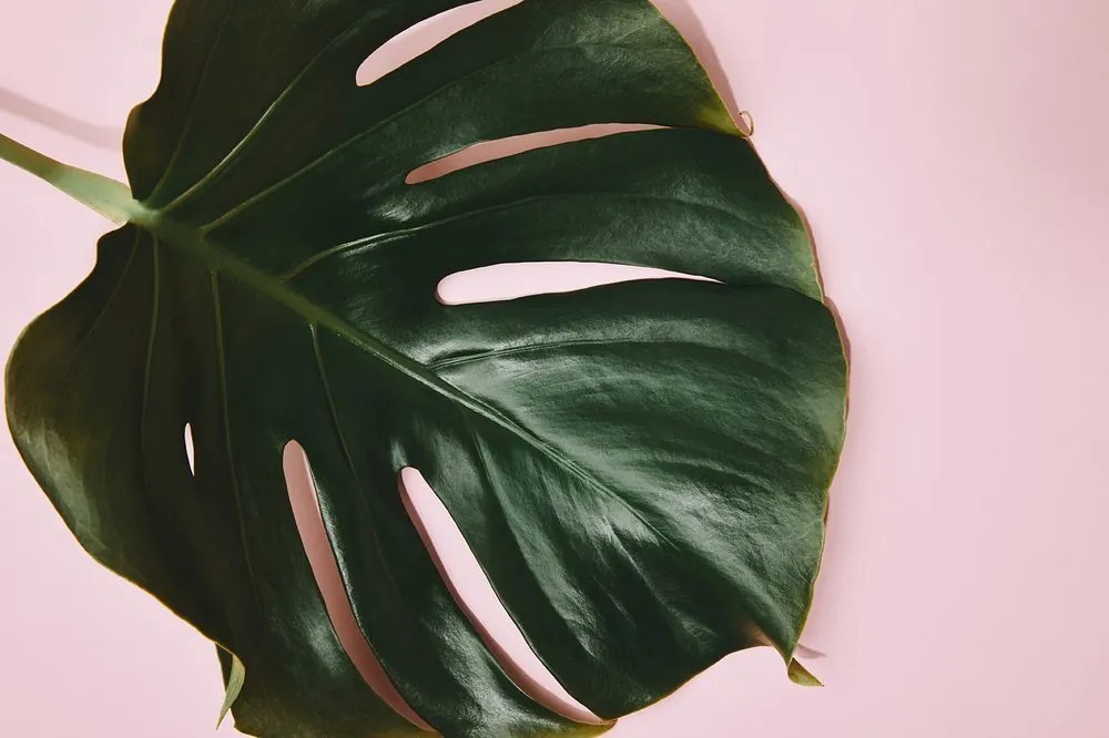 Carta da parati autoadesiva – Lettera di monstera