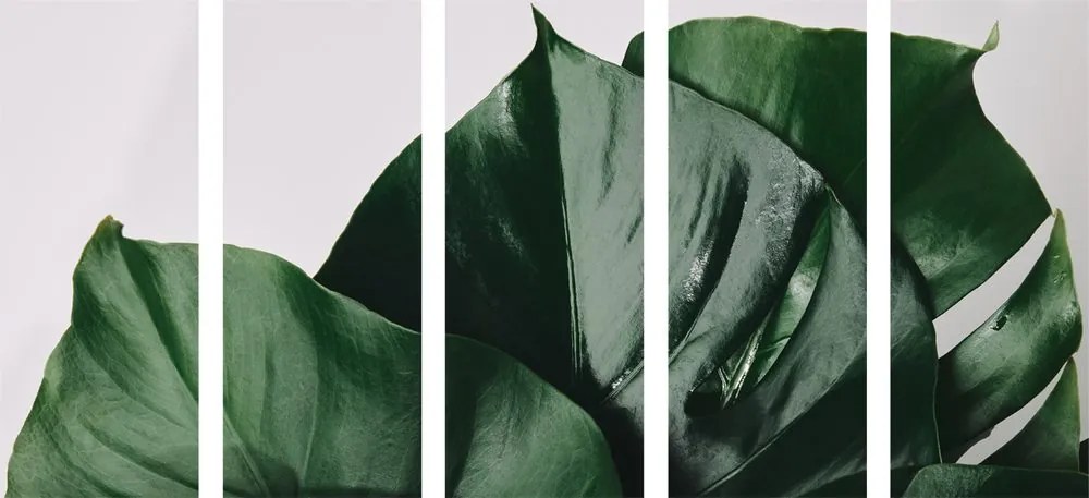 Quadri 5 pezzi – Foglia di monstera