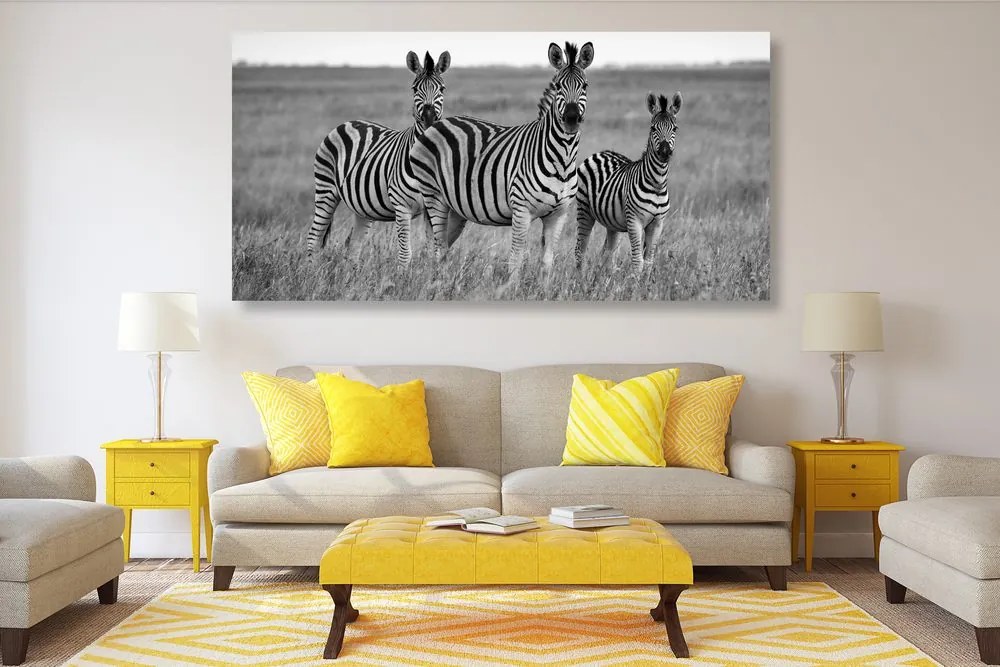 Quadro su tela – Tre zebre nella savana in bianco e nero