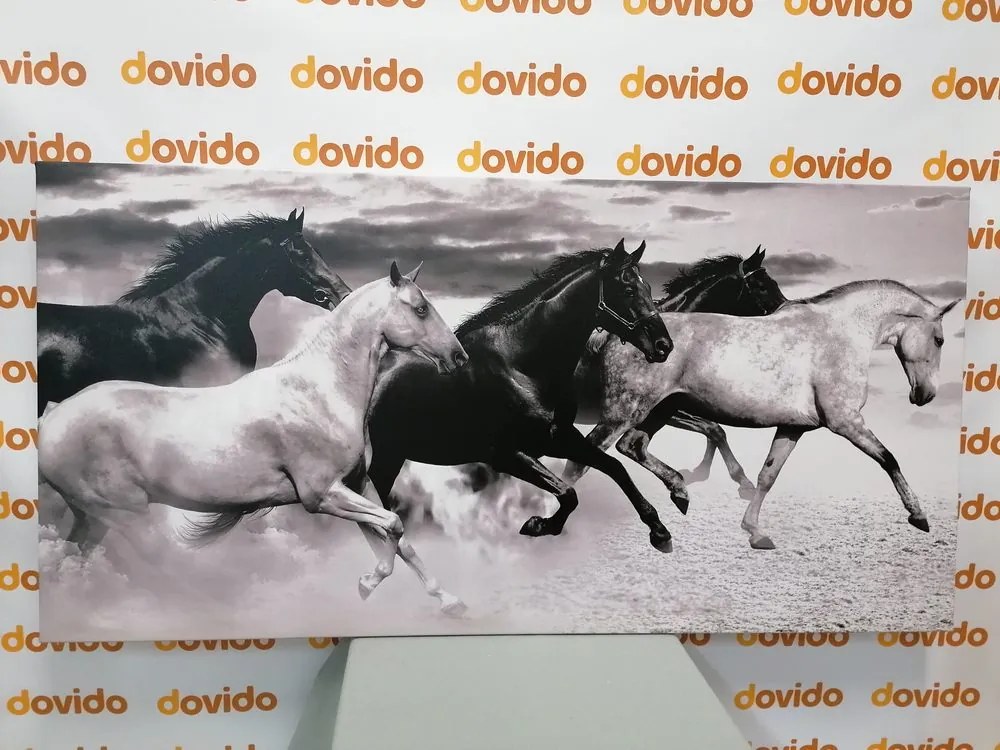 Quadro su tela – Branco di cavalli in bianco e nero