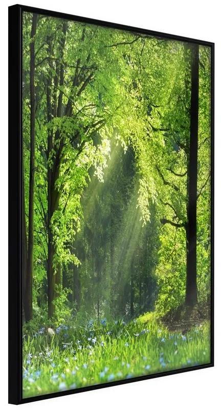Poster Forest Path