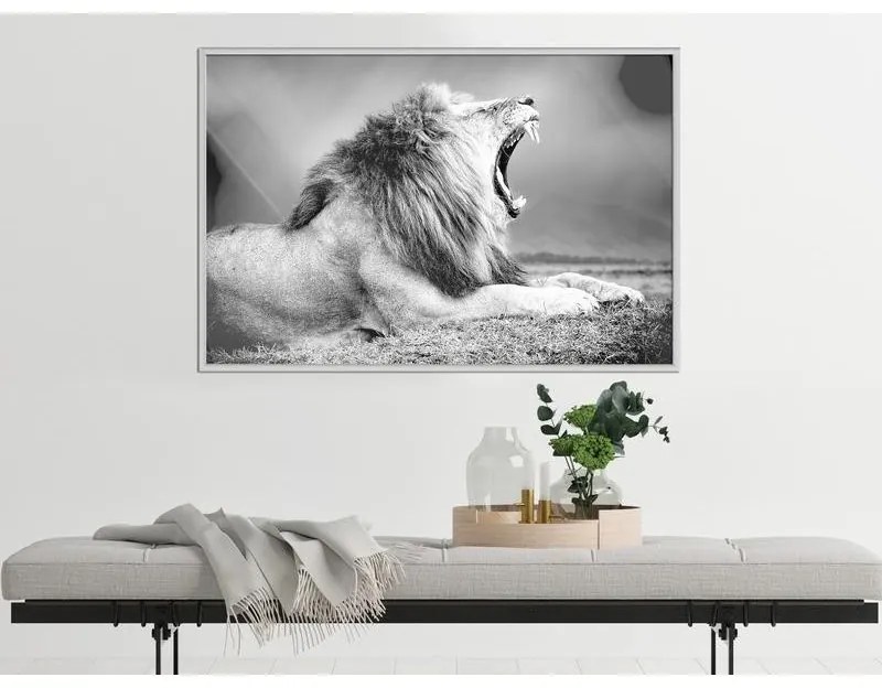 Poster Yawning Lion